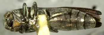 Media type: image;   Entomology 33817 Aspect: habitus ventral view